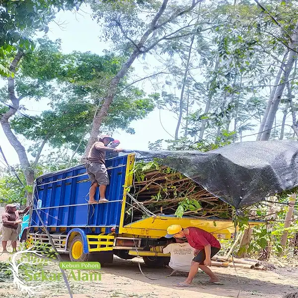 Dokumentasi Foto Kebun Pohon Sekar Alam 1