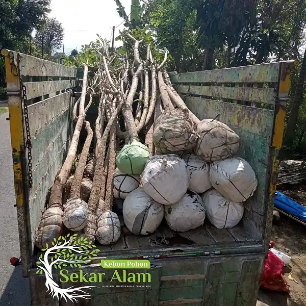 Dokumentasi Foto Kebun Pohon Sekar Alam 10