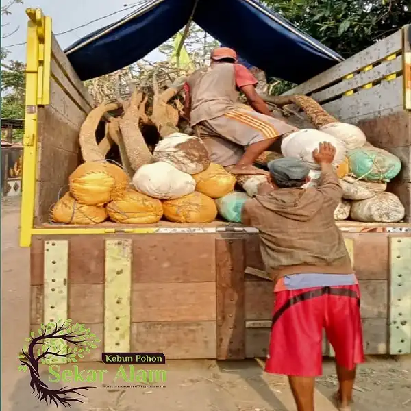 Dokumentasi Foto Kebun Pohon Sekar Alam 11