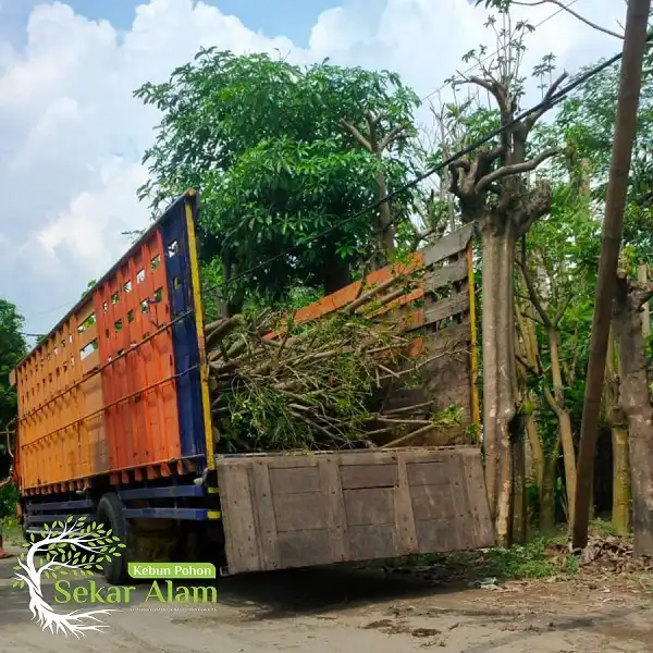 Dokumentasi Foto Kebun Pohon Sekar Alam 12