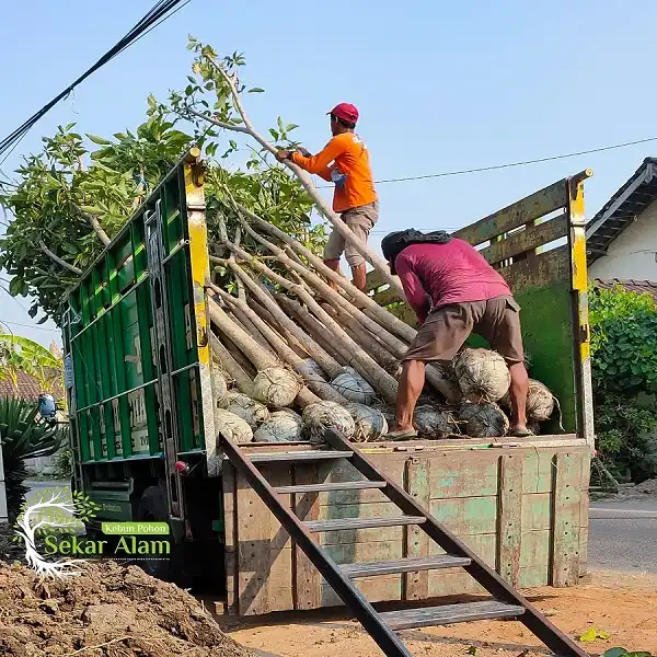 Dokumentasi Foto Kebun Pohon Sekar Alam 3