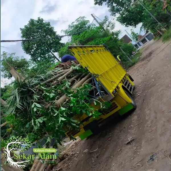 Dokumentasi Foto Kebun Pohon Sekar Alam 4