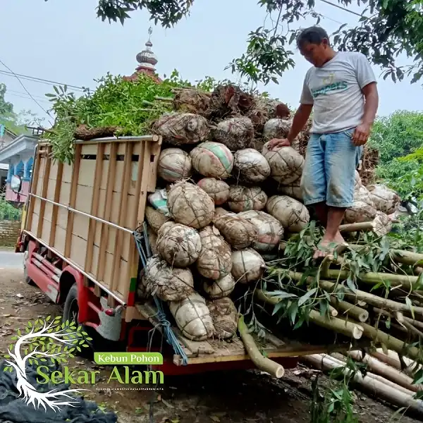 Dokumentasi Foto Kebun Pohon Sekar Alam 5