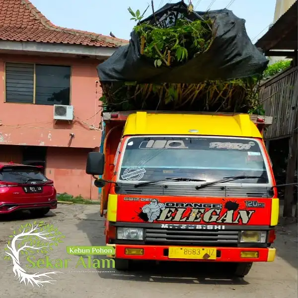 Dokumentasi Foto Kebun Pohon Sekar Alam 6