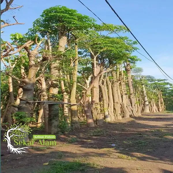 Dokumentasi Foto Kebun Pohon Sekar Alam 7