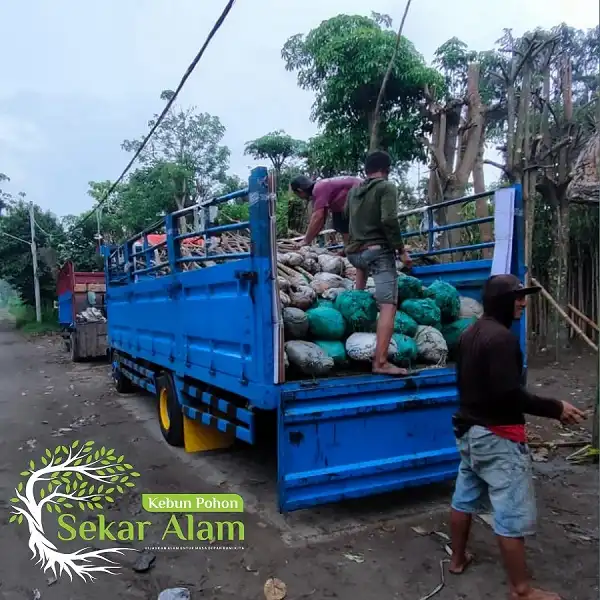 Dokumentasi Foto Kebun Pohon Sekar Alam 8