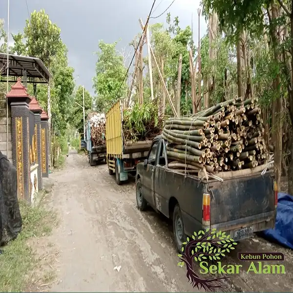 Dokumentasi Foto Kebun Pohon Sekar Alam 9