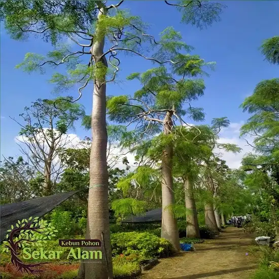 Kebun Pohon Sekar Alam 2