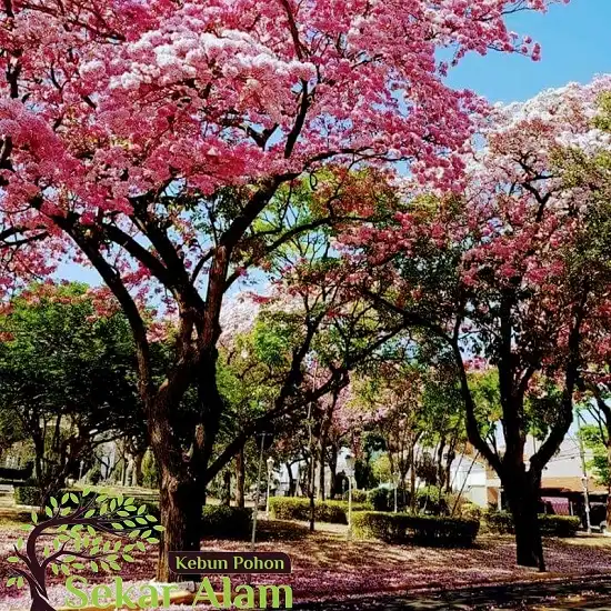 Kebun Pohon Sekar Alam 3