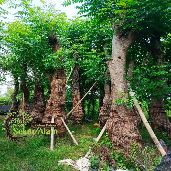 Pohon Balibong di KP Sekar Alam