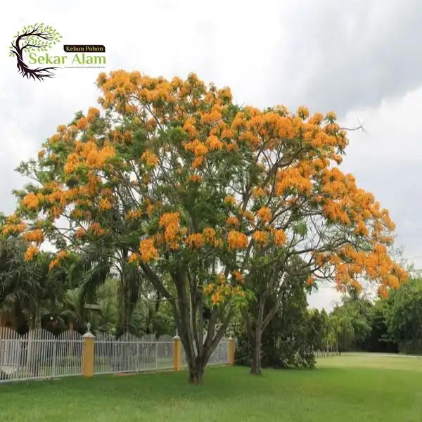 Pohon Flamboyan Kuning