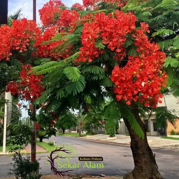 Pohon Flamboyan Merah