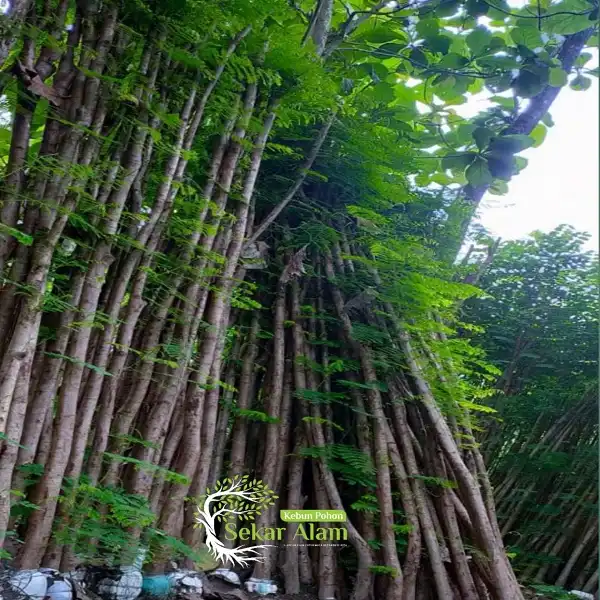 Pohon Flamboyan di Sekar Alam