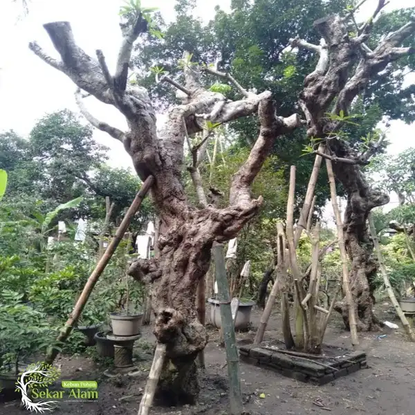 Pohon Kamboja Fosil di Sekar Alam