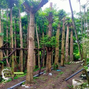 Jual Pohon Ketapang Kencana Tinggi 1-4 Meter - Kebun Pohon Sekar Alam