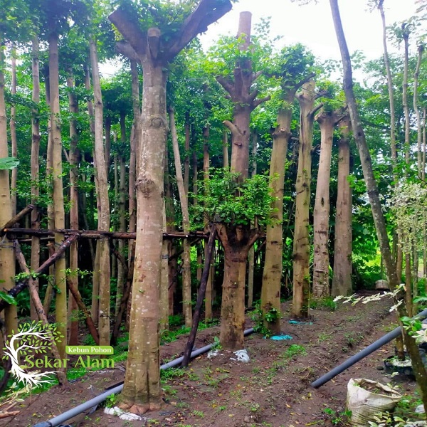 Pohon Ketapang Kencana di Sekar Alam