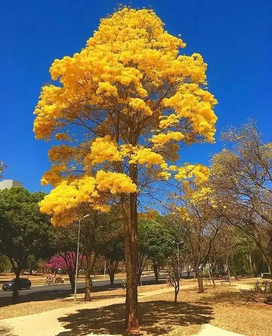 Tabebuya Kuning