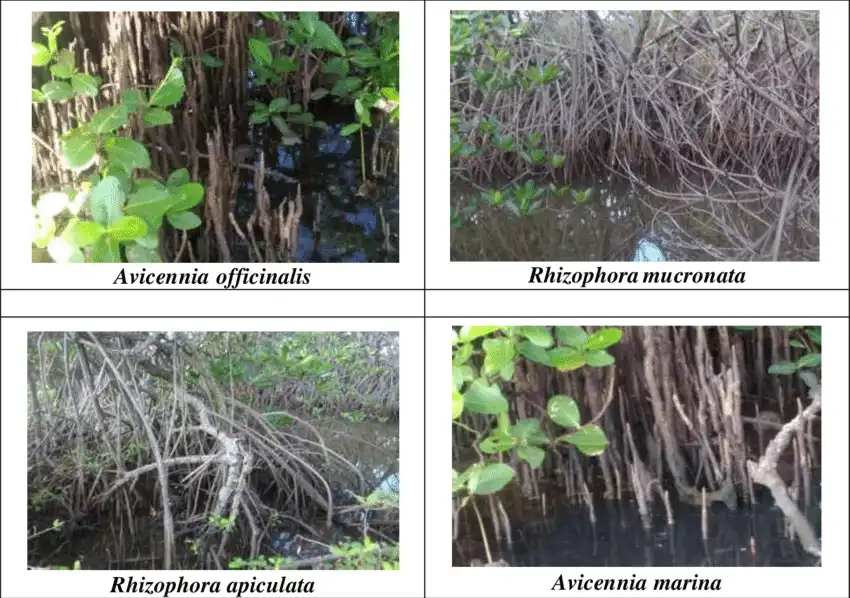 Contoh Akar Mangrove