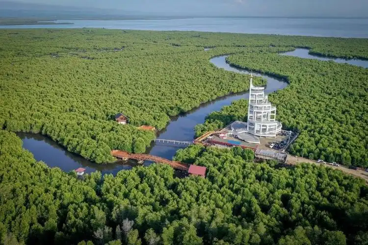 Hutan Mangrove di Langsa, Aceh