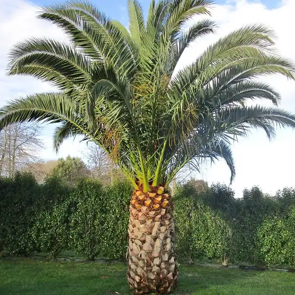 Jual Palem Kenari Phoenix Canariensis