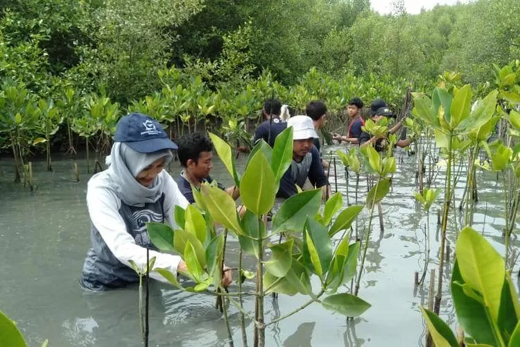 Penanaman Mangrove oleh aktivis GenBi (Generasi Baru Indonesia)