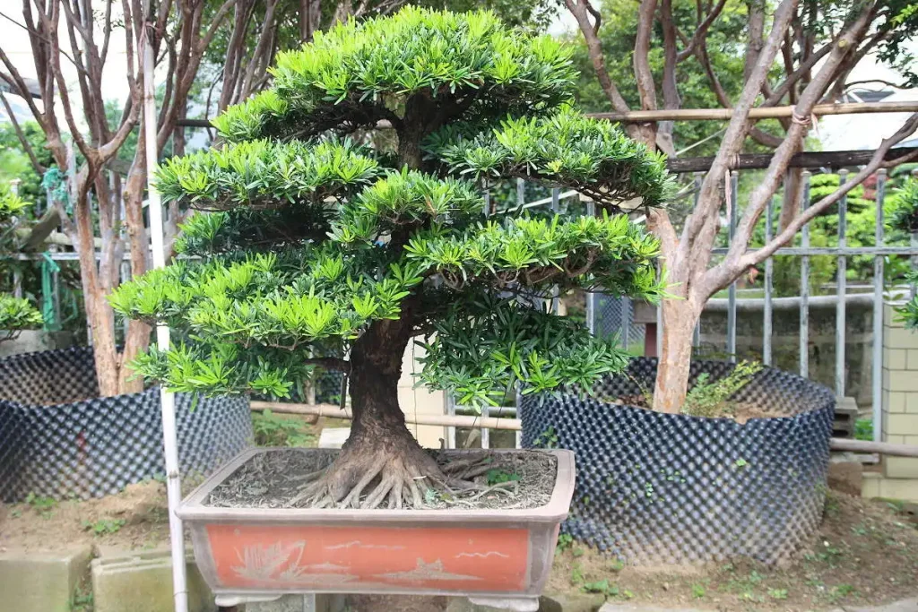 Lohansung sebagai bonsai