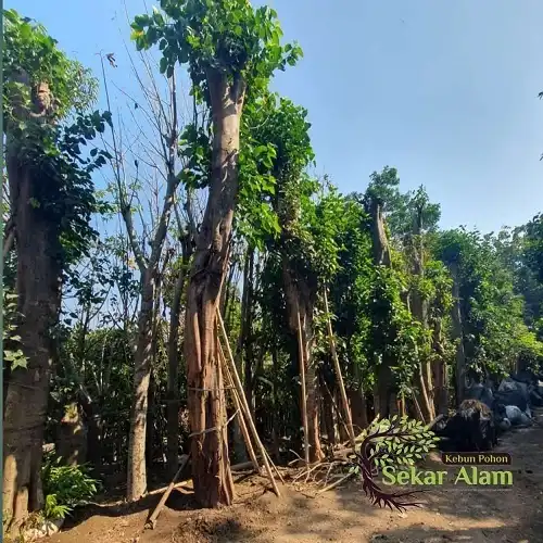 Pohon Abar atau Bodhi