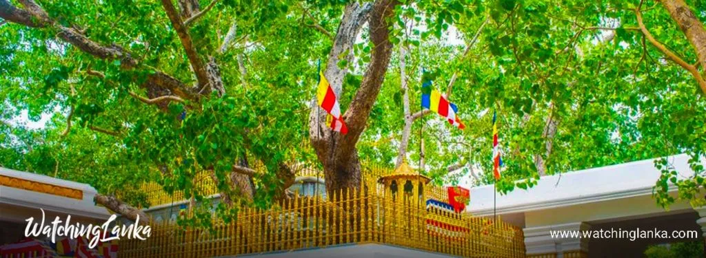 Pohon Jaya Sri Maha Bodhi di Sri Lanka via medium