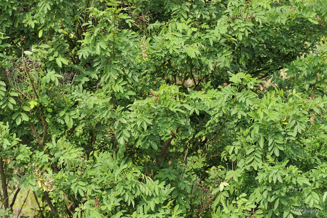 Jual Bibit Indigofera