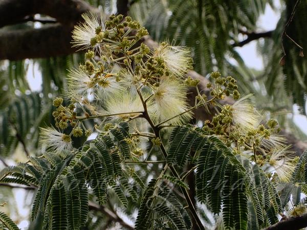 Jual Bibit Sengon Albizia Chinensis